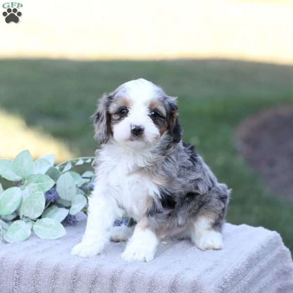 Jaxx, Cavapoo Puppy